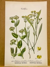 1886 ANTIQUE PICTURES LITHOGRAPH ART PRINT BOTANY FLOWER FLORA NATURE DECO PO...