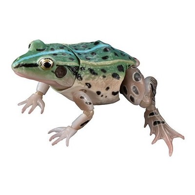 Bandai Black-spotted Pond Frog Action Figure ADVANCE Male Blue 7cm Japan