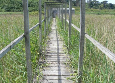 Photo 6x4 Path to bird hide, Great Pool, Tresco, Scilly Borough/SV8914 T c2008