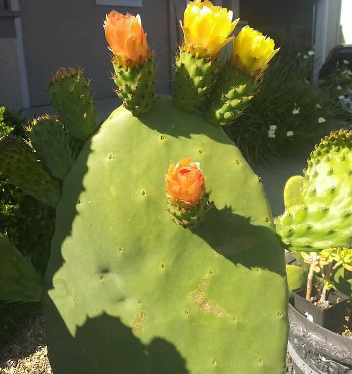 prickly pear cactus plant | eBay
