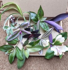  12 x different varieties Tradescantia cuttings. (some rare)