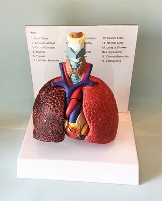 Human Lung Model Anatomical Respiratory System Anatomy Teaching Tool Teach Model