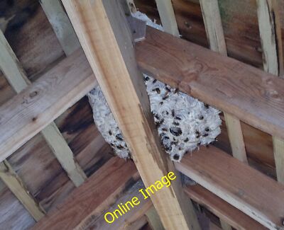 Foto 6x4 Mönche Holz Torwächter Dunholme Ein hochaktives Hornissennest ! c2014