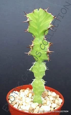 EUPHORBIA GRANDIALATA @j@ exotic rare cactus cacti plant seed -5 SEEDS
