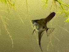 Quarter Sized Black Angelfish 5 pack, South American Cichlid, Live fish