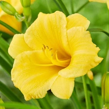 Easy to Grow Daylily Stella De Oro 3 Plant Divisions, Summer Flowers Zones 3-9