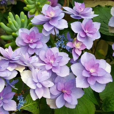 SUPER RARE Hydrangea macrophylla Expression - 3 cuttings for rooting or grafting