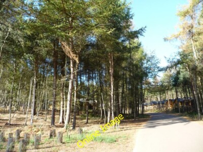 Photo 6x4 A road to more lodges, west side, Woburn Forest Millbrook/TL01 c2014