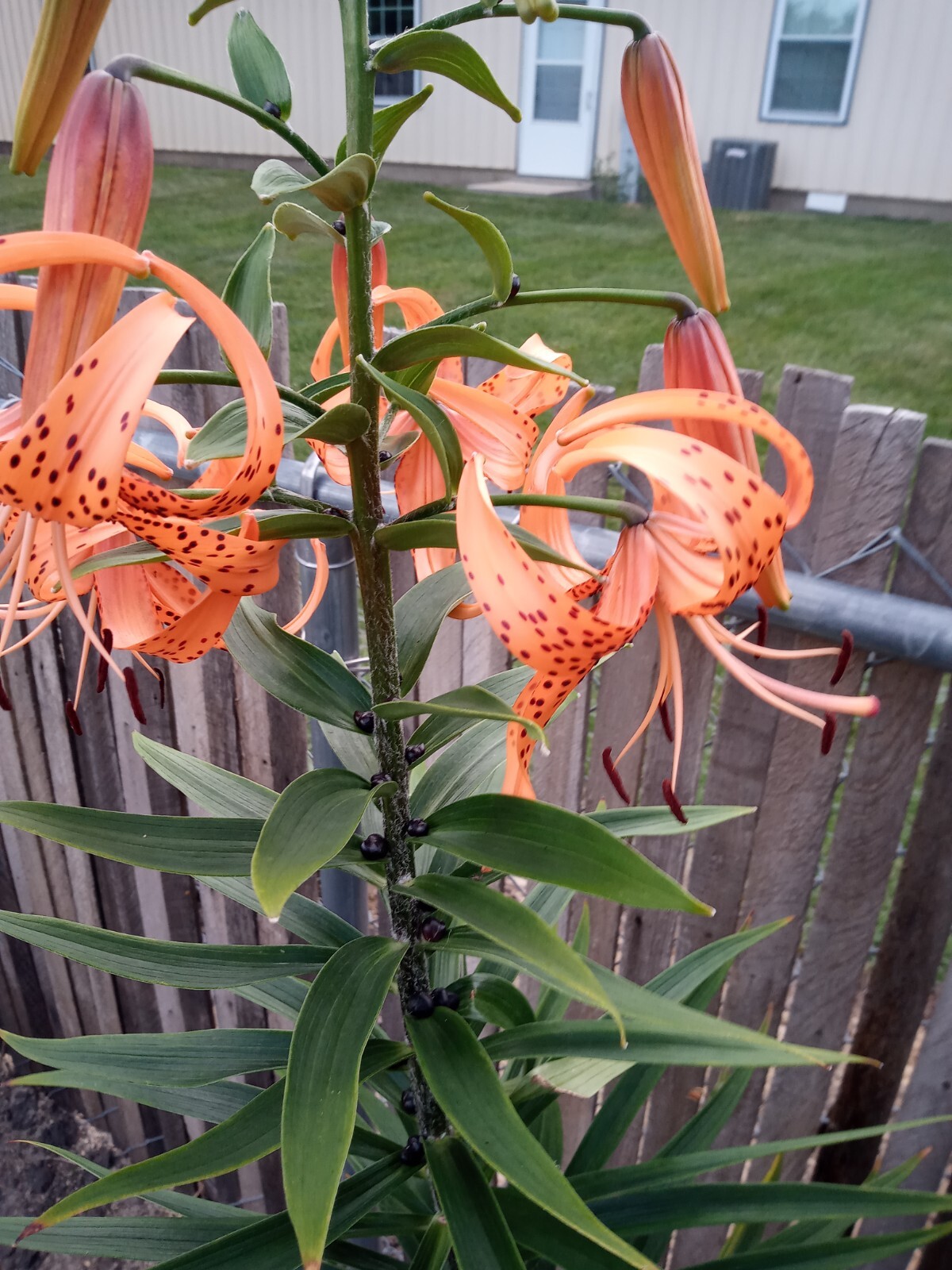Double Orange Tiger lily (3) Bulbs, Lancium lily