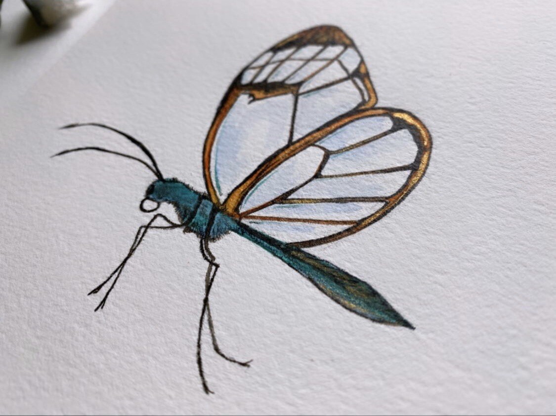 Original Clearwing Butterfly Art Drawing Illustration Watercolor Animal Artwork