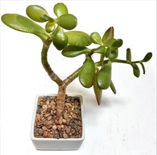 Bonsai Type Dwarf JADE CRASSULA OVATA live plant Lucky Money Tree 2 1/2 Yr old