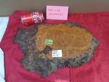 Burlwood Tree Slice 5