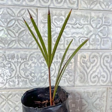 🌴 Latania Palm Seedlings- 10"-14" Tall - Add to your collection! FREE Shipping