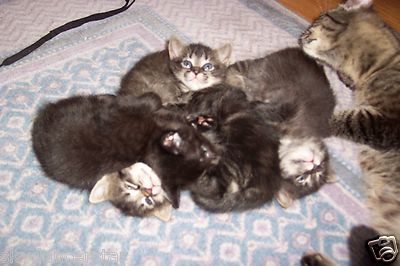 HELP MOM CATS LITTER OF KITTENS REC PHOTO BENEFITS FERAL CAT