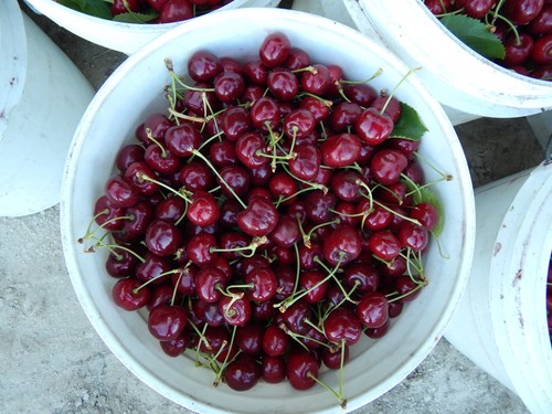 Vitazyme-Organic Biostimulant 5 Gallon Case Brassinosteroid Triacontanol PGR++  - Picture 10 of 10