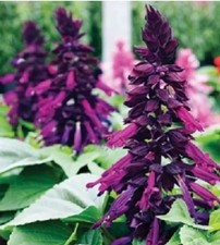 100 x Clary Sage  - SALVIA Farinacea Purple Seeds.