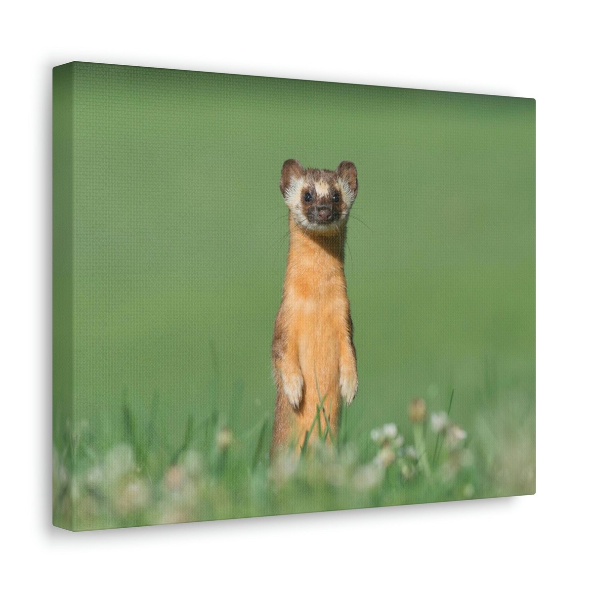 Funny Weasel Silly Weasel Scene Outside Wall Art Ready to Hang