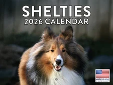 Sheltie Calendar 2026 Shetland Sheepdogs Monthly Wall Calender