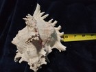 Chicoreus ramosus Big Muricidae, Murex, Sea shell, Conch Stunning 8x6 inches — photo 2