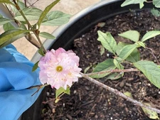 Hoa Nhất Chi Mai Trắng Vietnam Very Rare. Cây Cao 2ft -2 Years Old.