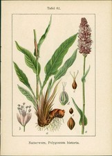 Lithographie : Natterwurz, Polygonum bistorta. Wasser-Knöterich, Polygonum amphi