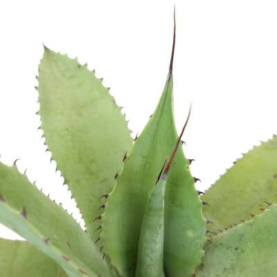 Agave celsii X Agave eborispina - Celsii Agave | Eborispina Agave
