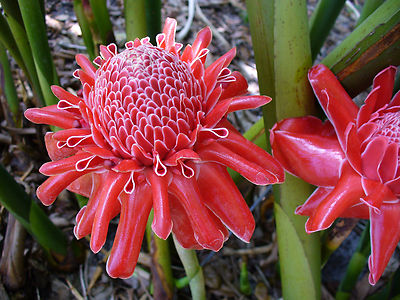 Etlingera elatior RED TORCH GINGER Seeds! | eBay