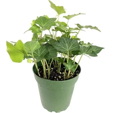 Green English Ivy-Live Plant in a 4 In. Pot-Hedera Helix-Beautiful Easy Care Ind