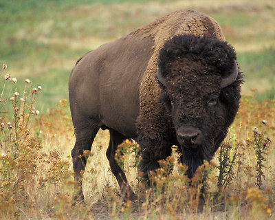 American bison buffalo 8''x10'' Photograph Print 8x10