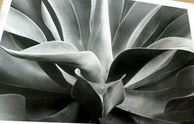 1976 Succulent Flower Agave Attenuata Photograph by Don Worth POSTCARD DW-4