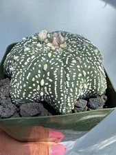 Astrophytum Asterias  Kabuto Star Fish Big Deep Legs Yamamoto 3 1/4” Full Pot