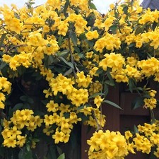 Yellow Jasmine Revolutum Jasminum humile 2" Pot Size