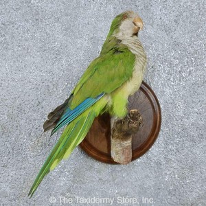 taxidermy parakeet