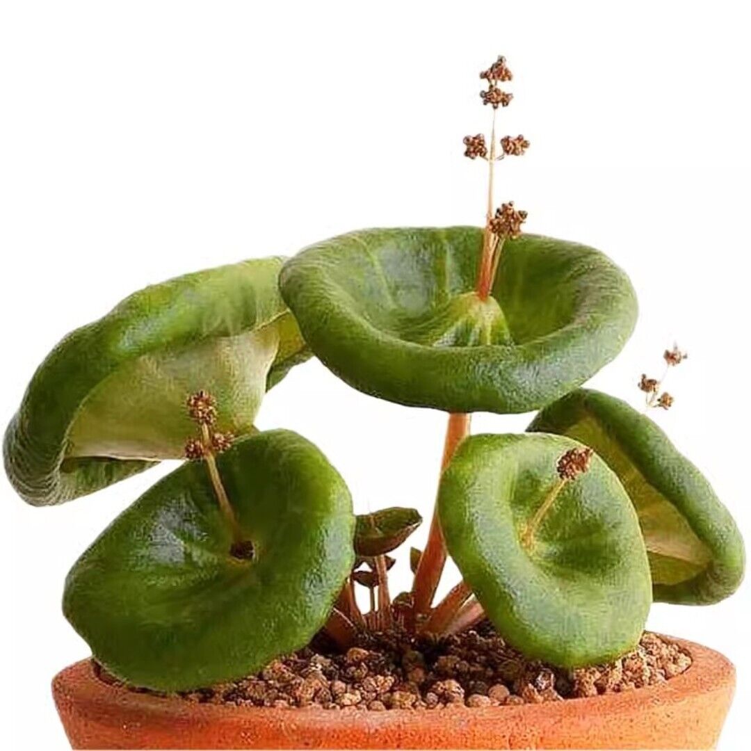 3CM Succulent Plant Crassula Umbella Wine Cup Crassulaceae 3CM Succulent Plant Crassula Umbella Wine Cup Crassulaceae