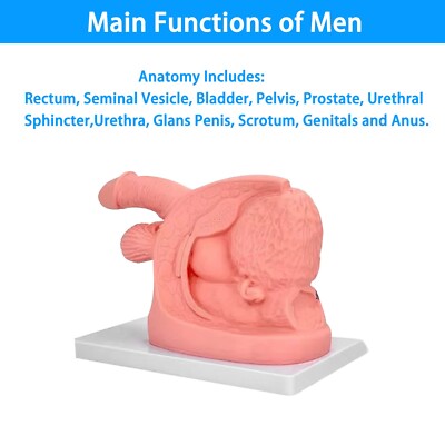 1PCS Male Urethral Catheterization Training Simulator Model, Simplified Urinary