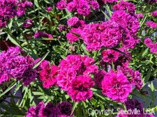 50 MAGENTA CARNATION Dianthus Caryophyllus Chabaud Flower Seeds *Comb S/H