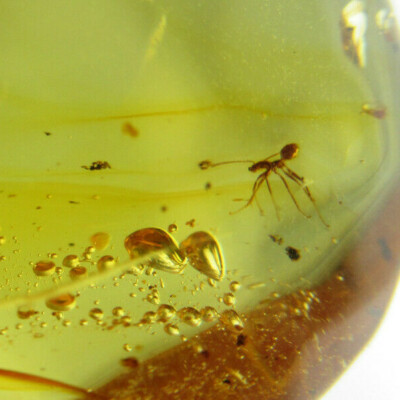 Fósil insecto en ámbar dominicano cuentas verdes auténtica piedra (3.7g) #1252