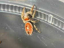 Live Jumping Spider - Sexed Phidippus arizonensis