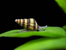 Assassin Snails Clea helena
