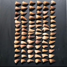 84 Real Mosasaur Tooth in Display Cretaceous Reptile, 112 to 93.5 million years