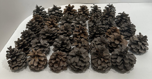 Pine Cones 35 Craft Projects Midwest Trees Lodge Rustic Decor Potpourri Winter
