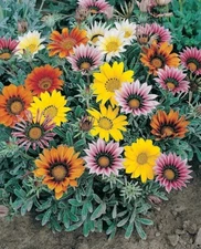 Gazanias Treasures Brights Blooms Talants Flowers Silvery White Foliage 20 Seeds