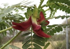 20+ Seeds-Hummingbird Tree Seeds (Sesbania grandiflora) "Agati" Flower Plant Red