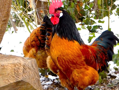 6 NPIP/AI CLEAN GERMAN VORWERK HATCHING EGGS