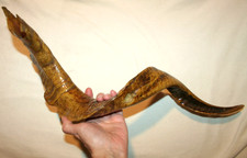 VINTAGE RAM'S HORN SHOFAR RARE GOAT PROTOTYPE SIDE HOLE MOUTHPIECE BIBLE TRUMPET