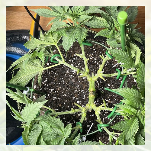 Corbatas de jardín de giro suave soporte para plantas reutilizables duraderas resistentes a la intemperie 5/10 m - Imagen 3 de 15
