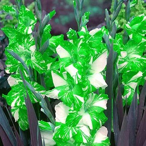 Gladiolo Bombillas Hermosa Espada Lily Hermoso Bonsai Gladiolos Flores Decoracion Jardin Ebay