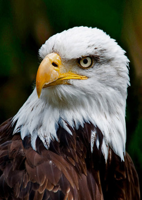 Bald Eagle  Face - Wild Bird - 3D Lenticular Postcard Greeting Card