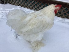 8+ Giant White Cochins Show Quality NPIP Foam Shippers