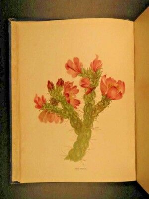 1885 First Edition Wild Flowers of Colorado Book by Emma Thayer